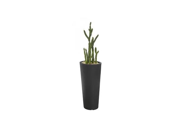 Plante Drum avec un cactus dans un bac en plastique, illustrant sa polyvalence en tant que support pour différentes espèces végétales. Parfait pour personnaliser votre décoration intérieure tout en intégrant des éléments de verdure.